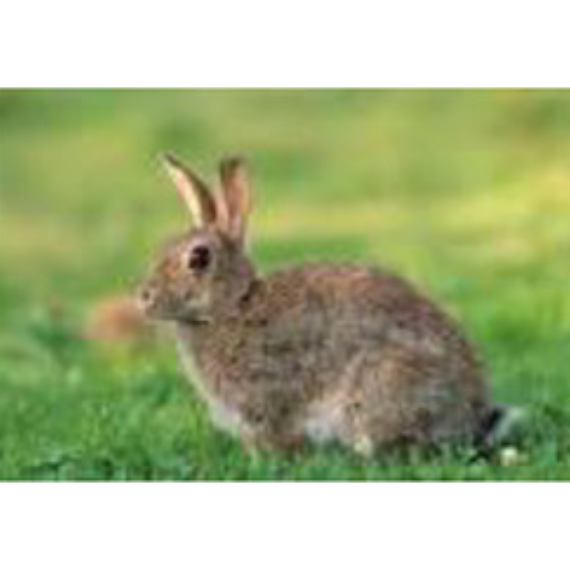 Lapins